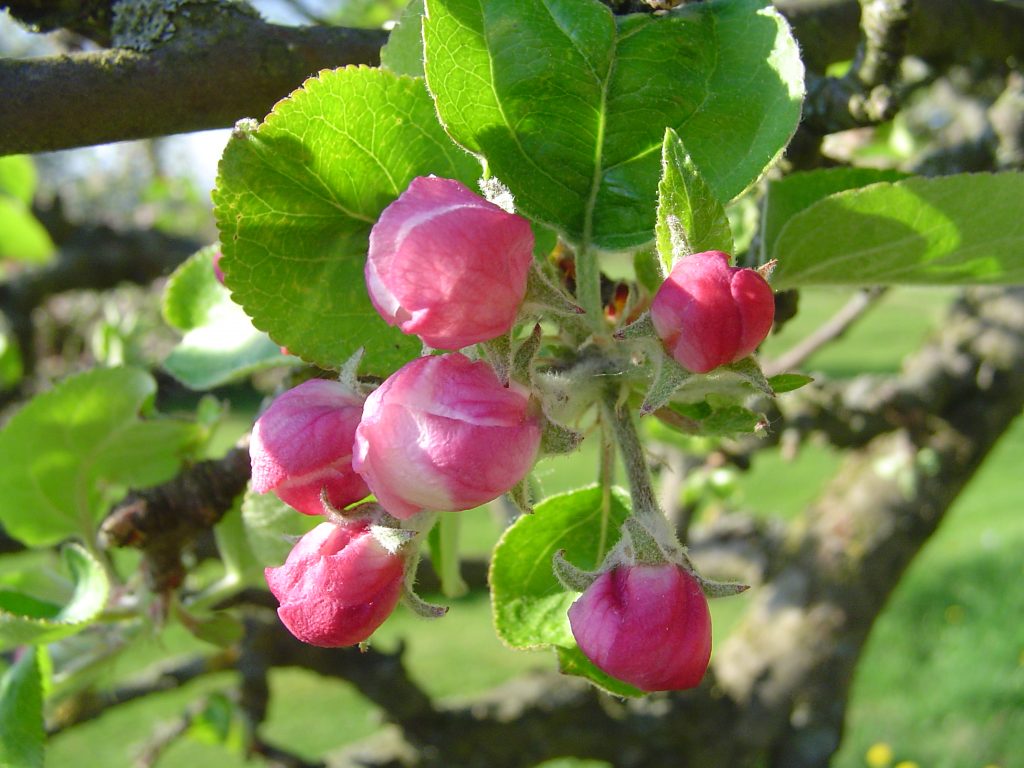 Blütenknospen am Start – Kräuterwerkstatt Rhön